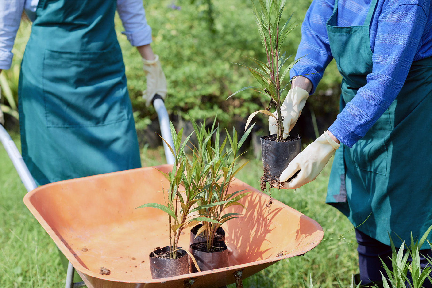 Landscaping Planting Service