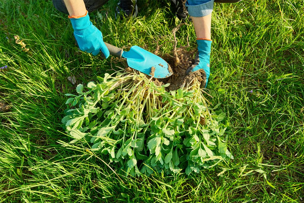 Lawn and Garden Weeding Service - Landscaping Services in Oakville